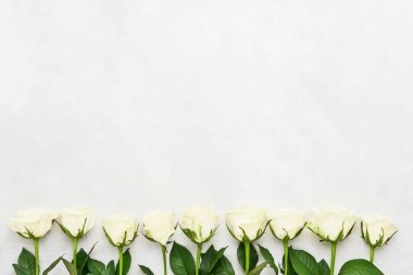 Beyaz arka planda beyaz güller. Anneler günü, sevgililer günü, doğum günü kutlaması konsepti. Tebrik kartı. Uzayı kopyala, üst görünüm. Minimalizm