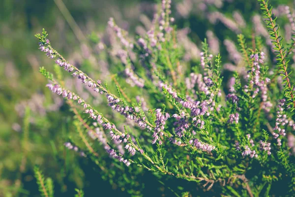 Floresta Comum Flores Urze Florescendo Livre Natureza Fundo Verão Foco — Fotografia de Stock