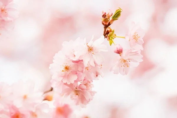 Bir Dal Çiçek Açan Pembe Sakura Çiçek Açan Kiraz Ağacı — Stok fotoğraf