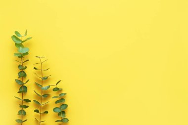 Parlak sarı arka planda okaliptüs dalları. Düz konum, metin için boşluk kopyala