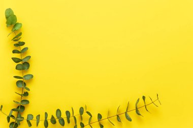 Parlak sarı arka planda okaliptüs dalları. Düz konum, metin için boşluk kopyala.