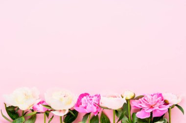 Pembe arka planda güzel pembe ve beyaz şakayıklar. Doğum günü, Sevgililer Günü, Anneler Günü ya da Kadınlar Günü konsepti. Üst görünüm, metin için boşluk kopyala.