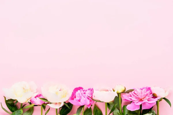 Hermosas Peonías Rosas Blancas Sobre Fondo Rosa Cumpleaños Día San — Foto de Stock