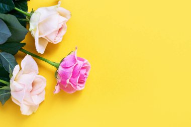 Parlak sarı arka planda pembe ve beyaz güller. Tatil geçmişi, tebrik kartı. Metin için boşluk kopyala, üst görünüm.