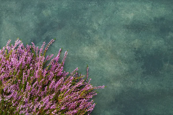 Pink Common Heather Flores Fundo Verde Copiar Espaço Para Texto — Fotografia de Stock