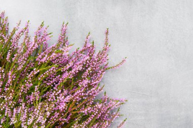 Gri arka planda bir buket Pembe Ortak Heather çiçeği. Metin için boşluk kopyala, üst görünüm. Düz yatış, seçici odak