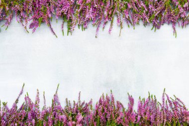 Gri arka planda pembe Heather çiçekleri çerçevesi. Metin için boşluk kopyala, üst görünüm. Düz yatıyordu