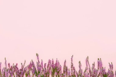 Pembe arka planda Pink Common Heather çiçeklerinin sınırı. Uzayı kopyala, üst görünüm. Düz yatıyordu