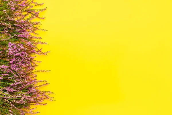 A border of Pink Common Heather flowers on a bright yellow background. Copy space for text, top view. Flat lay