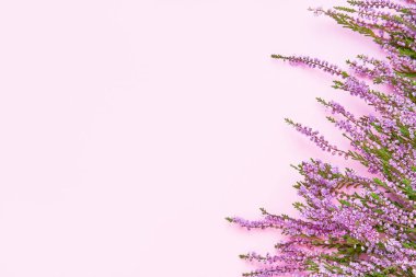 Pembe Heather çiçekleri pembe arka planda. Uzayı kopyala, üst görünüm. Düz yatış, seçici odak