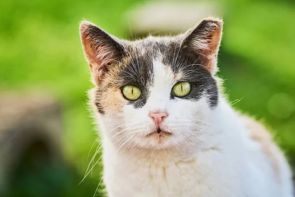 Parlak yeşil gözlü, güzel bir tekir kedinin portresi yeşil çimenlerde oturur ve kameraya bakar.