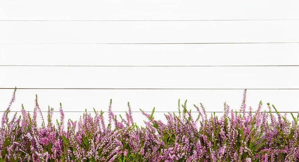 Pink Common Heather Flores Fronteira Sobre Fundo Madeira Branca Espaço — Fotografia de Stock