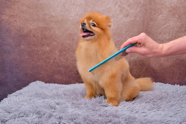 Pomeranian Concept Promotion Haircuts Care Dogs Haircut Pomeranian Dog Hair — Stock Photo, Image