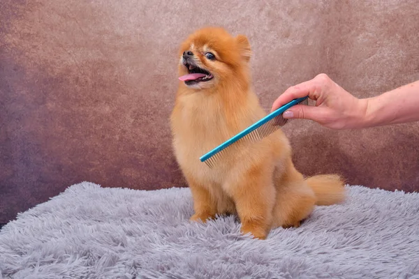 Pomeranian. Saç kesiminin ve köpeklere bakmanın tanıtımı. Saç kesimi Pomeranian köpek kılı, yakından taraklı.