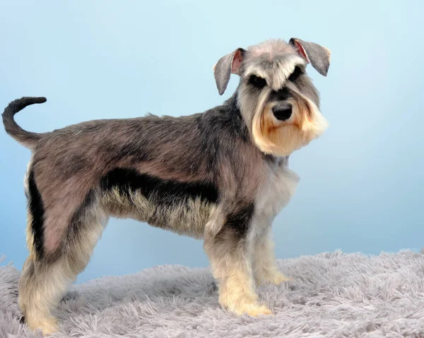 Schnauzer Stands Blue Background Studio Dog Went Full Complex Care — Stock Photo, Image