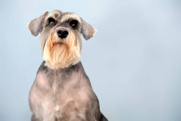 Schnauzer Zit Een Blauwe Achtergrond Geïsoleerd Het Concept Van Schoonheid — Stockfoto