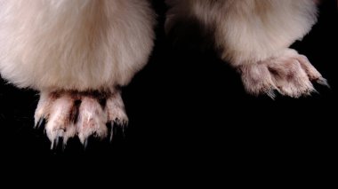 Siyah arka planda Shih Tzu pençeleri. Köpek patileri yakın plan. Tımarcı, Shih Tzu yavrusu için güzel pençeler yaptı..