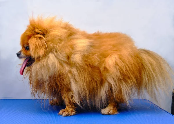 Komik Pomeranian kürsüde duruyor ve kuaförün saç kesiminden önce nasıl göründüğünü gösteriyor. Köpek evcil hayvan salonunda mavi bir masanın üzerinde duruyor.