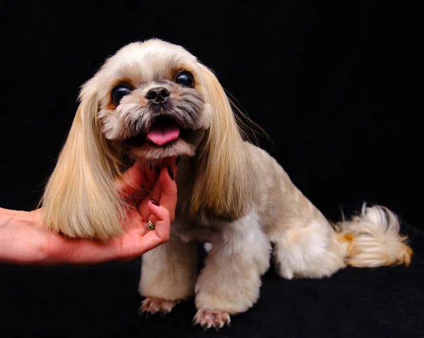 Shih Tzu Cachorro Sentado Fundo Preto Mão Tratador Sustenta Cabeça — Fotografia de Stock