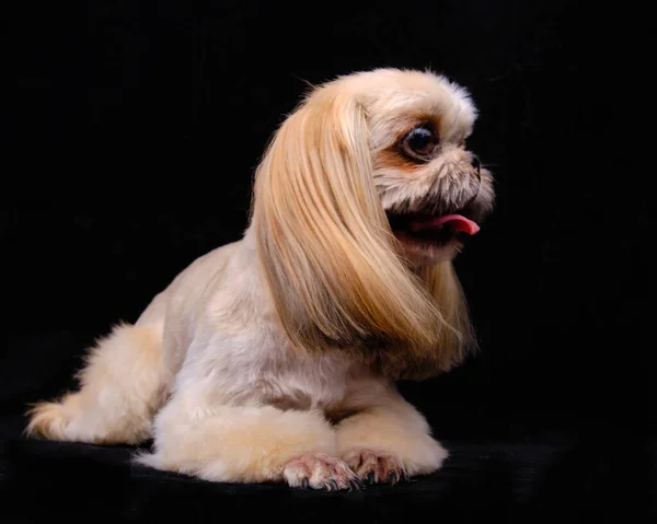 Shih Tzu Sobre Fundo Preto Corte Cabelo Feito Estritamente Acordo — Fotografia de Stock