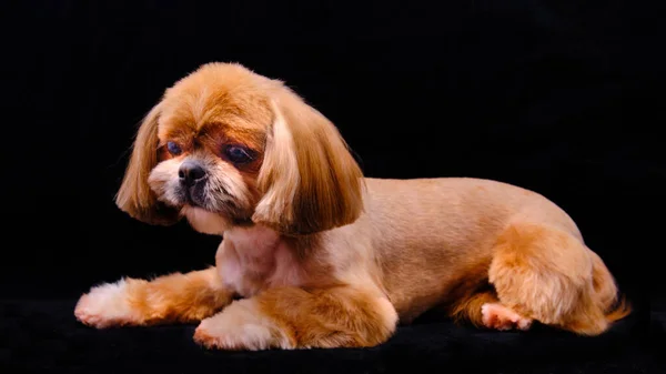 Mycket Vacker Shih Tzu Hund Ligger Svart Bakgrund Forna Tider — Stockfoto