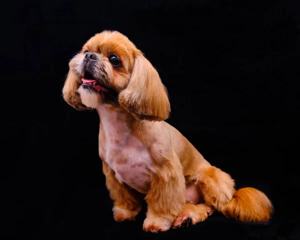 Shih Tzu Hund Studion Svart Bakgrund Begreppet Skönhet Och Hälsa — Stockfoto