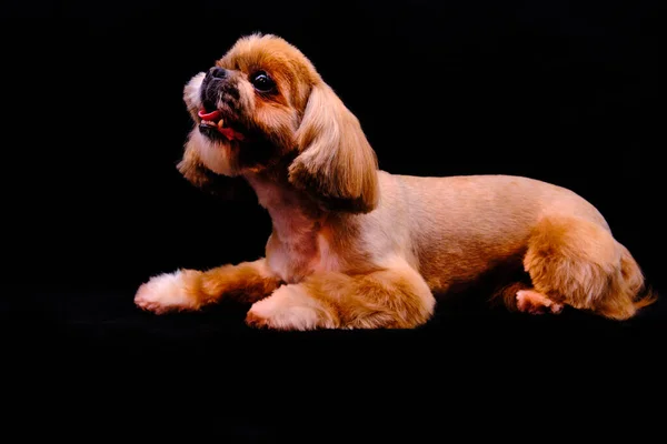 Shih Tzu Hunden Studion Ligger Svart Bakgrund Husdjuret Tittar Upp — Stockfoto