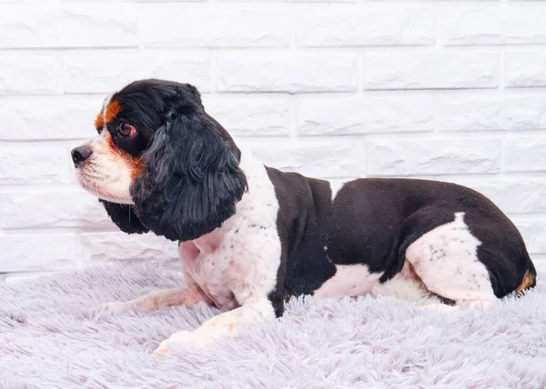 Caballero Rey Charles Spaniel Perro Después Los Procedimientos Aseo Concepto — Foto de Stock