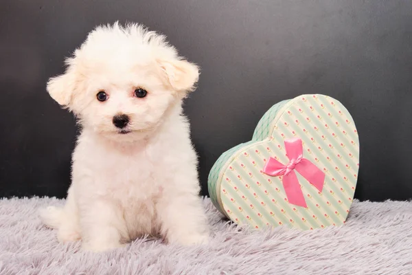 Maltesischer Hundewelpe Neben Einer Geschenkbox Auf Schwarzem Hintergrund Welpe Nach — Stockfoto