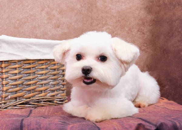 Ein Maltesischer Hundewelpe Liegt Auf Einem Vintage Hintergrund Neben Einem — Stockfoto
