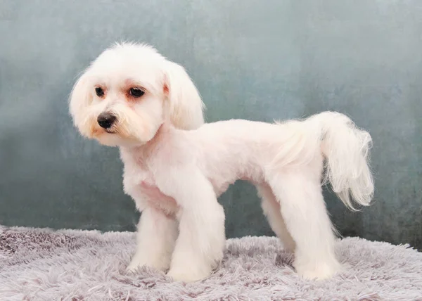 Zadbany Piękny Biały Maltański Pies Pies Patrzy Przed Siebie Szare — Zdjęcie stockowe