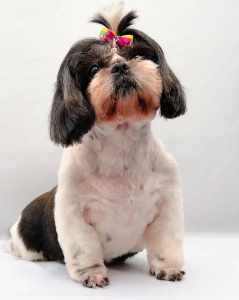 Shih Tzu Senta Frente Fundo Luz Mostrando Sua Beleza Cão — Fotografia de Stock