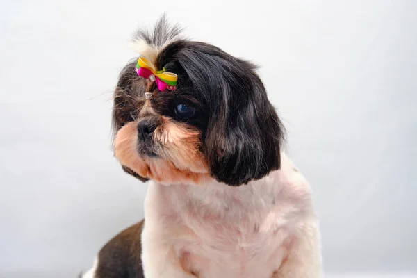 Shih Tzu Hund Raser Hundhuvud Närbild Galova Har Vacker Båge — Stockfoto