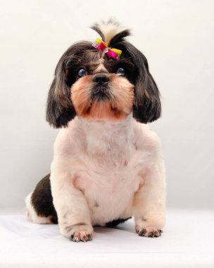 Şirin bir Shih Tzu hafif bir halıya oturur ve kameraya bakar. Köpeğin kafasında güzel bir fiyonk.