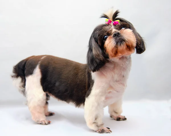 Charmig Miniatyr Shih Tzu Valp Hund Vit Och Svart Med — Stockfoto