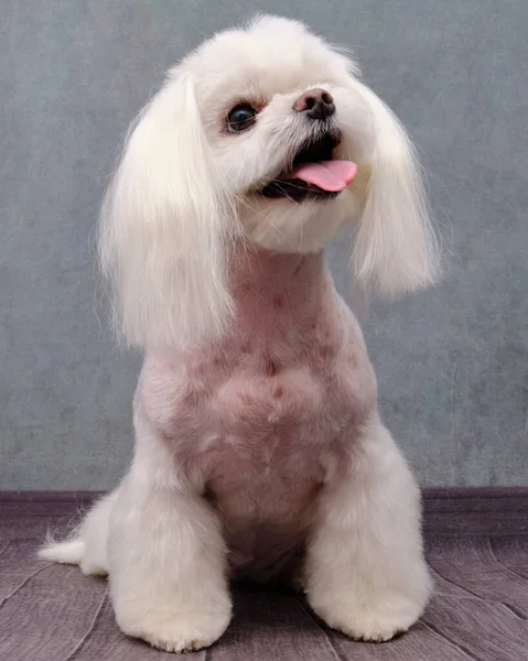 Cão maltês olha e senta-se em um belo fundo vintage — Fotografia de Stock