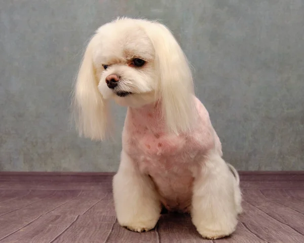 Der maltesische Hund schaut weg. Richtige Linien nach dem Rassestandard. — Stockfoto