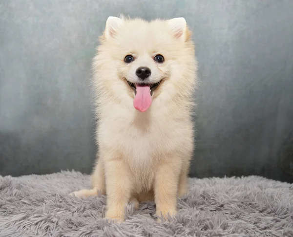 Nahaufnahme Porträt Eines Kleinen Weißen Spitz Hundes Auf Farbigem Hintergrund — Stockfoto