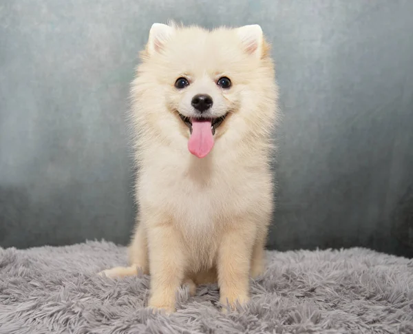 Close Portrait Small White Spitz Dog Colored Background Dog Sitting — Stock Photo, Image