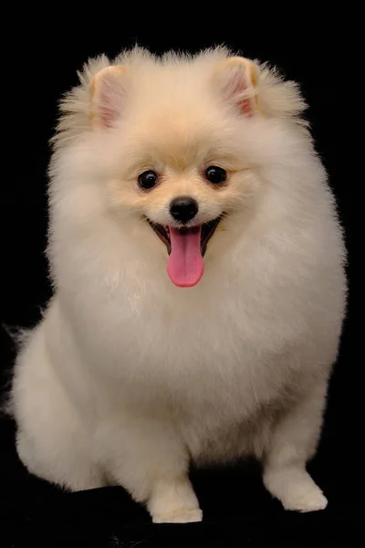 Leuke Miniatuur Pomeranian Spitz Dog Staande Zwart Geïsoleerde Achtergrond Vooraanzicht — Stockfoto