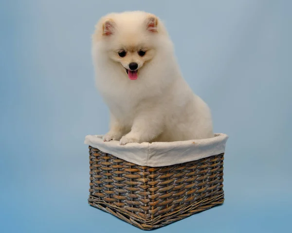 Portrait Standing Pomeranian Beautiful Rattan Basket Front Paws Edge Basket — Stock Photo, Image