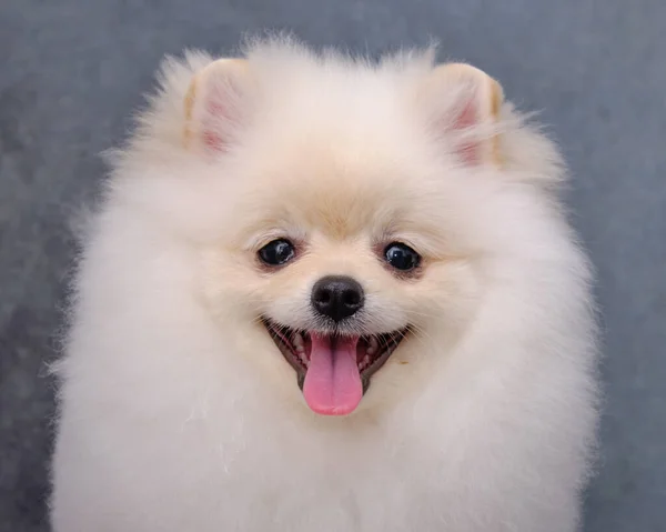 Porträtt Stående Pommerska Grå Bakgrund Närbild Hunden Blickar Framåt — Stockfoto