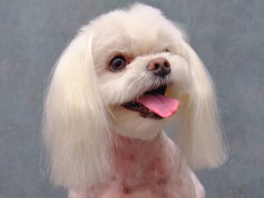 Maltese köpeği yakın plan. Güzel gri bir arka planda köpek kafası. Köpek gösterişli saç stili