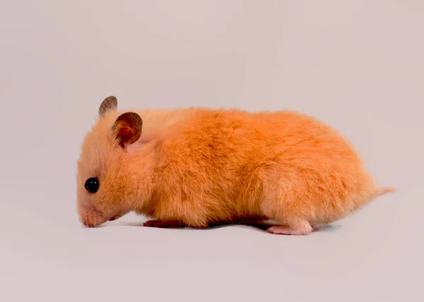 Arka Planda Izole Edilmiş Güzel Bir Hamster Kırmızı Hamster — Stok fotoğraf