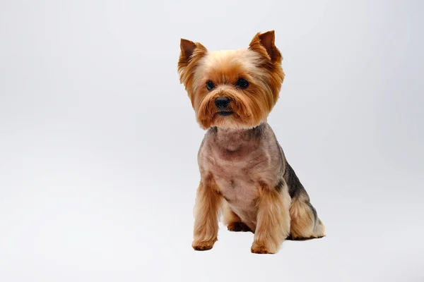 Yorkshire Terrier Sits Front White Background Terrier Cut Professional Grooming — Stock Photo, Image