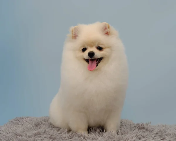 Cão Pomerânia Lindo Vestido Branco Demanda Proprietário Para Aliciamento Regular — Fotografia de Stock