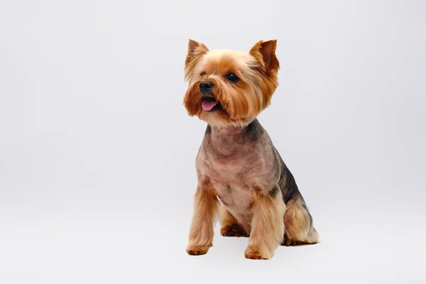 Yorkshire Terrier Looking Camera White Background Dog Sits Grooming Procedure — Stock Photo, Image