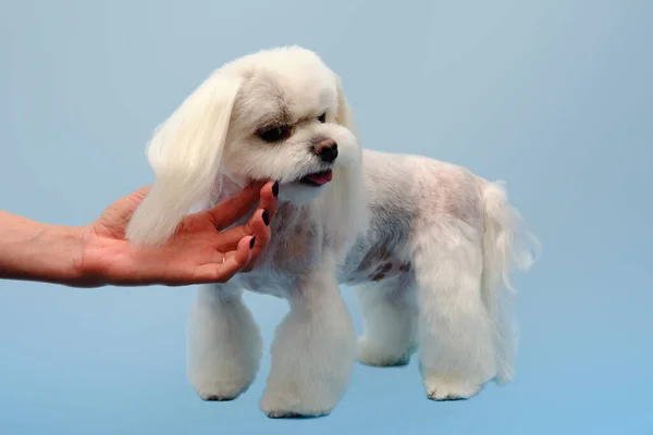 Maltański Pies Niebieskim Tle Pokazuje Nową Fryzurę Ulubionego Fryzjera Poprawne — Zdjęcie stockowe