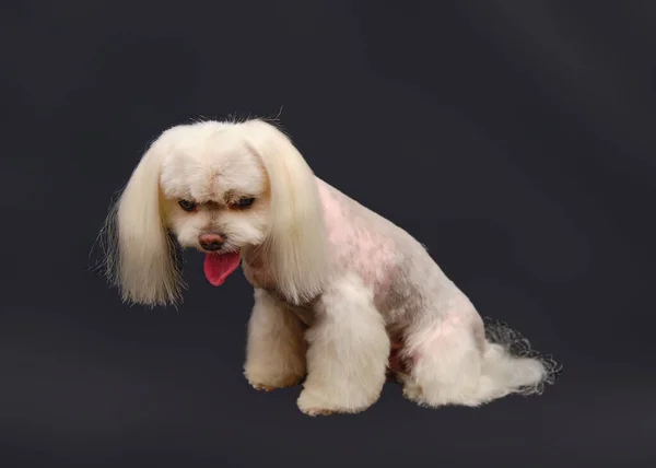 Maltese dog in front of A black background. The dog is sitting with his tongue out. Beautiful haircut made with love by a home groomer.