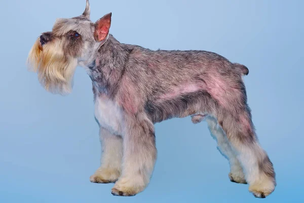 Schnauzer dog stands on a blue background. The groomer did the trimming according to the breed standard. The beautiful lines of the head